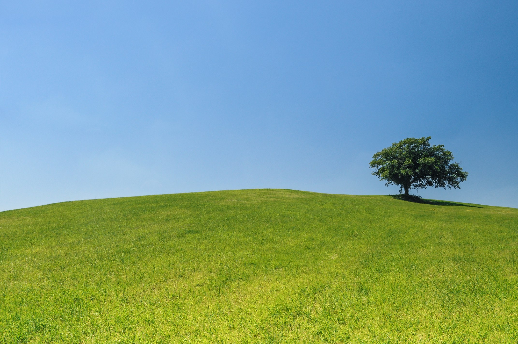 Green Leafed Tree